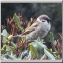 Passer montanus - Feldsperling 05.jpg